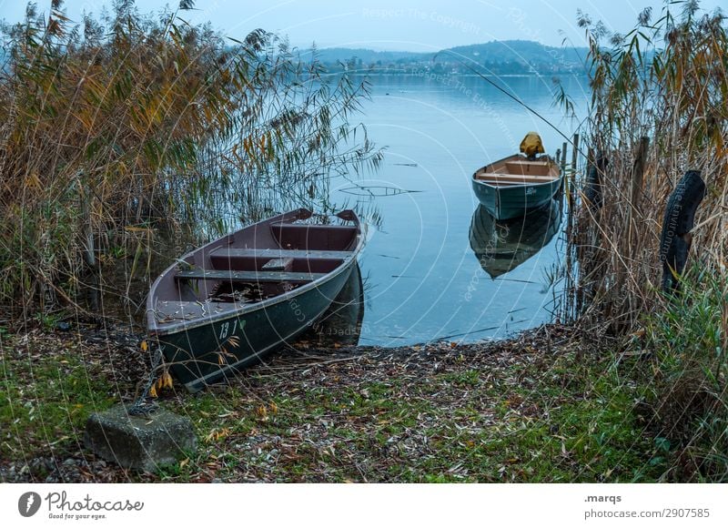 investor Nature Landscape Common Reed Lake Lake Constance Rowboat Drop anchor Beautiful Calm Logistics Idyll Colour photo Exterior shot Deserted Copy Space top