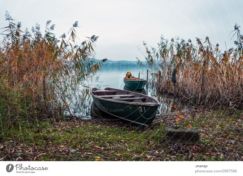 bank Environment Nature Landscape Elements Sky Autumn Plant Common Reed Lakeside Lake Constance Rowboat Relaxation Moody Idyll Calm Drop anchor 2 Colour photo