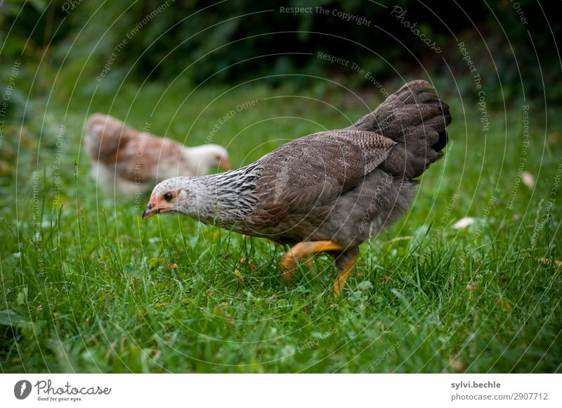 teenage hens II chicken fowls chickens Chick brut incubate naturbrut Grass Brown green natural salubriously fond of animals Love of animals fortunate Life