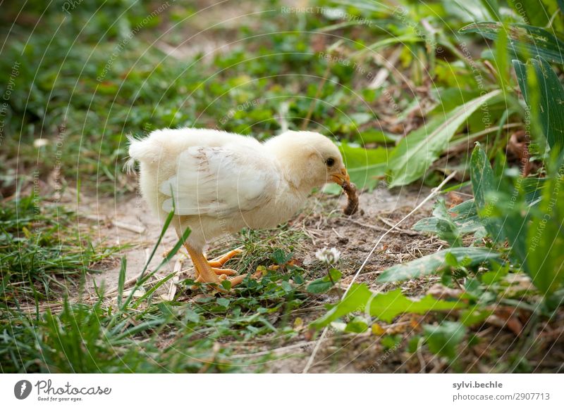 The chick and the worm Environment Nature Summer Grass Garden Meadow Animal Farm animal Chick Barn fowl Worm Baby animal Delicious Yellow Green Love of animals