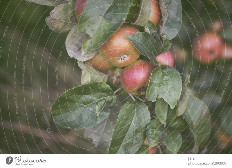 apples Environment Nature Plant Tree Leaf Agricultural crop Apple tree Fruit Natural Colour photo Exterior shot Deserted Copy Space left Day