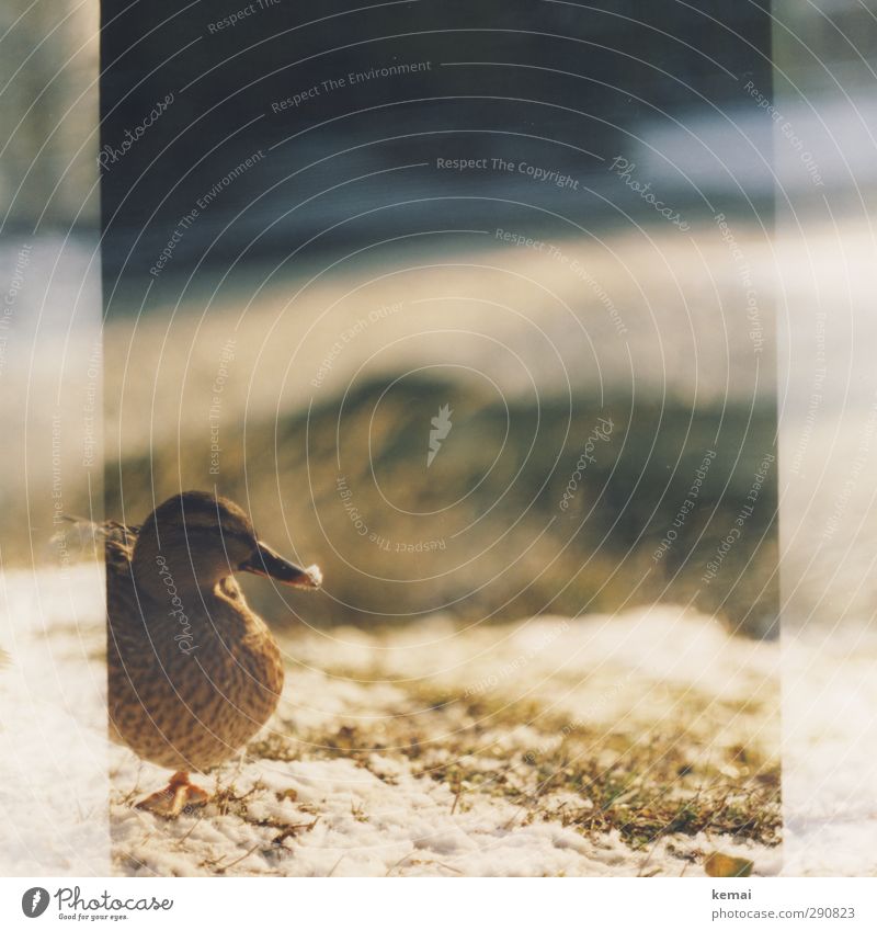 Snow at the beak Sunlight Winter Beautiful weather Plant Grass Animal Wild animal Bird Animal face Duck Beak 1 Stand Serene Calm Colour photo Subdued colour