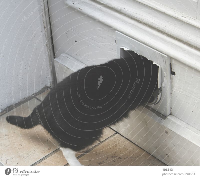 Totally headless // back home Animal Pet Cat 1 Running Head Headless cat flap Entrance Living or residing off come home Slip into Body Domestic cat Snapshot