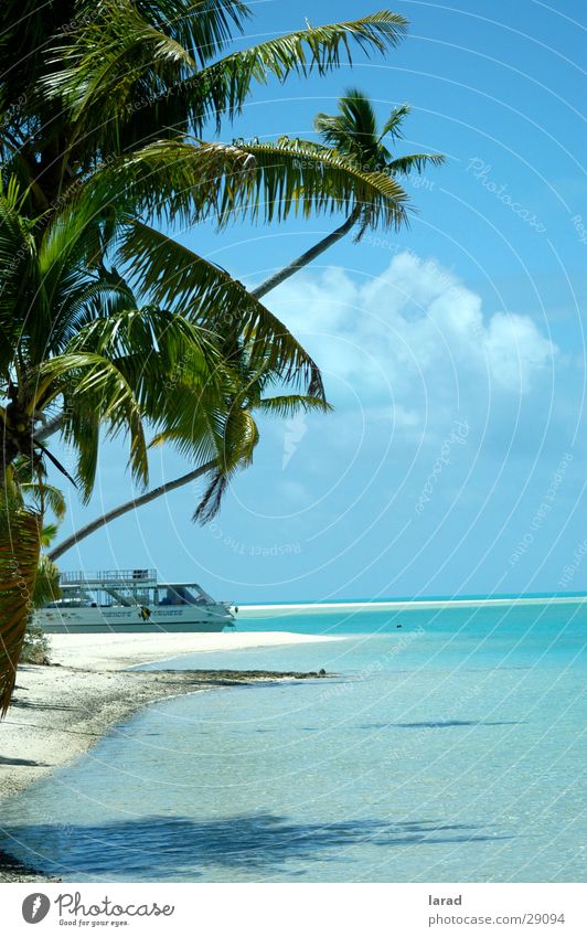 South Seas dream Palm tree Beach Ocean Lagoon Reef Caribbean Sea turquoise blue water