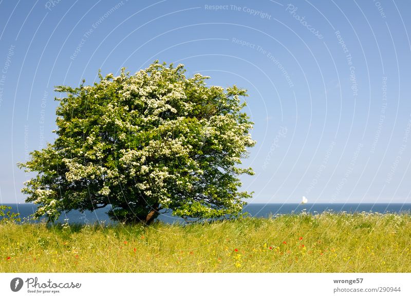 Early summer at the sea Vacation & Travel Tourism Far-off places Summer Ocean Nature Landscape Plant Sky Cloudless sky Horizon Beautiful weather Tree Bushes