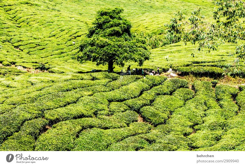 outstanding | green out of green Vacation & Travel Tourism Trip Adventure Far-off places Freedom Nature Landscape Plant Tree Leaf Agricultural crop Tea plants