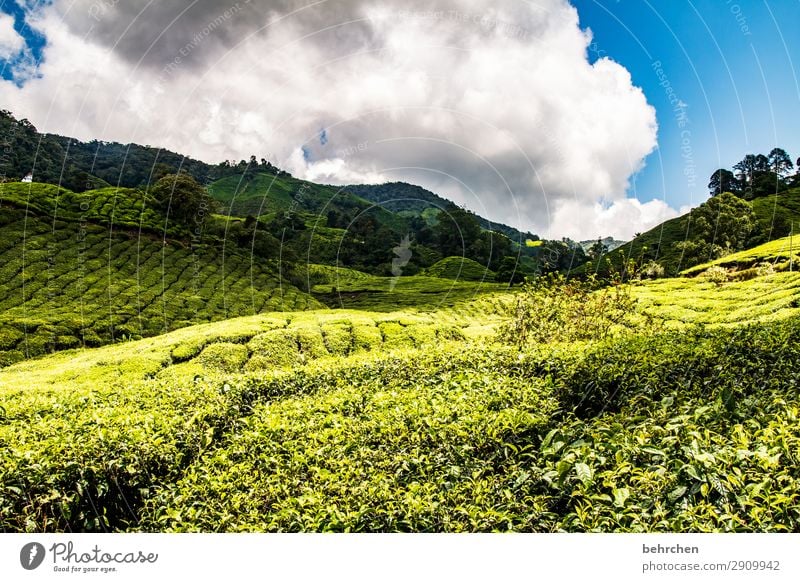 free tea Vacation & Travel Tourism Trip Adventure Far-off places Freedom Environment Nature Landscape Sky Clouds Plant Leaf Agricultural crop Tea plants