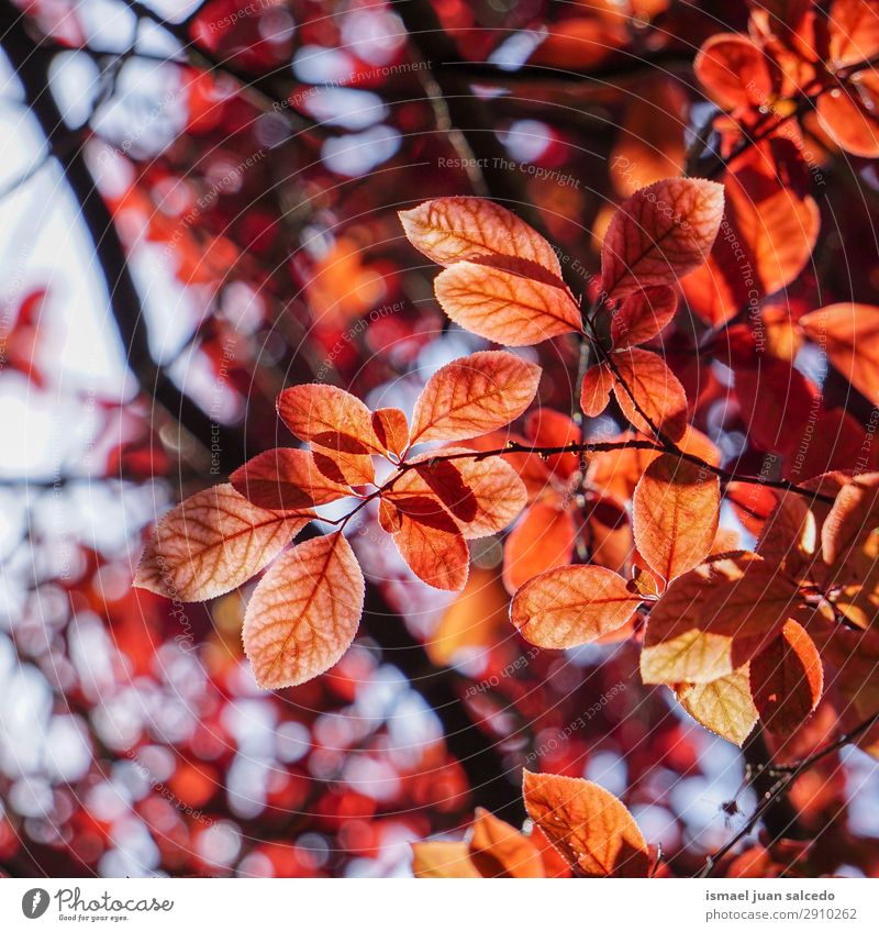 red tree leaves in springtime Tree Branch Leaf Red Nature Abstract Consistency Exterior shot Neutral Background Beauty Photography Fragile Spring Autumn Winter