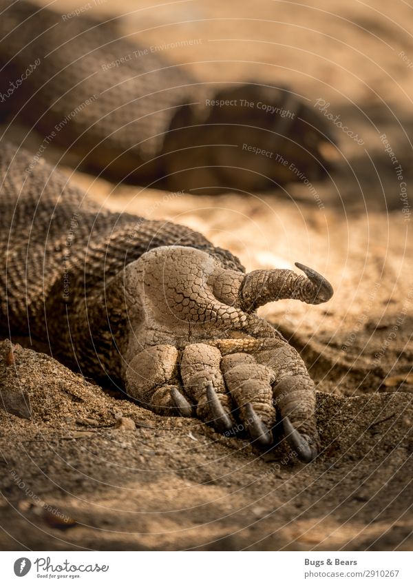 The last dragon Hand Elements Earth Sand Animal Wild animal Scales Claw Paw Sleep Adventure Power Waran Reptiles Indonesia Travel photography Lie Exotic Dragon