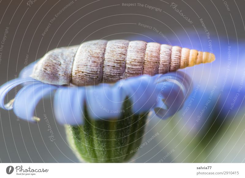 closing mouth auger Environment Nature Plant Flower Blossom Garden Animal Wild animal Snail 1 Point Blue Gray Green Structures and shapes Rotated Spiral