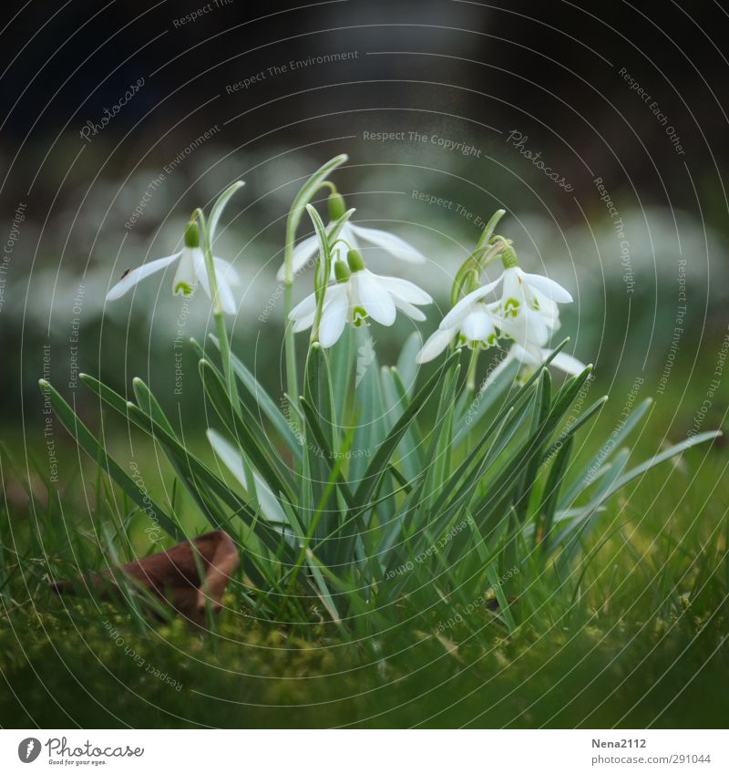 spring in desire Environment Nature Plant Earth Spring Beautiful weather Flower Moss Leaf Blossom Garden Meadow Forest White Snowdrop Spring fever Spring flower