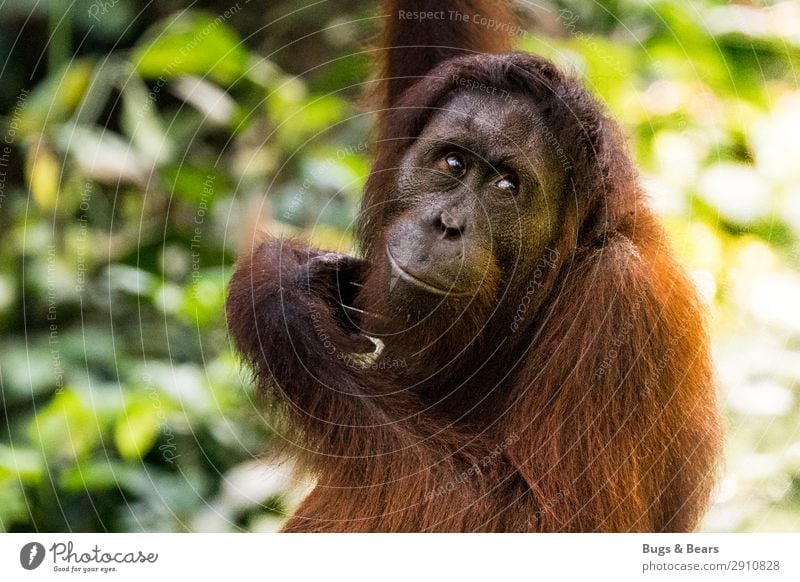 orangutan Nature Animal Climate change Forest Virgin forest Wild animal Adventure Vacation & Travel Orang-utan Monkeys Apes Endangered species
