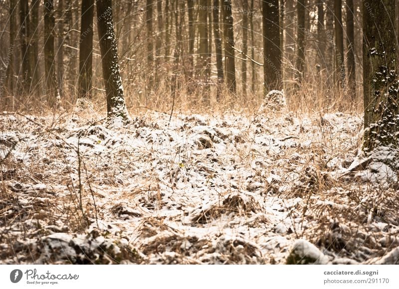 winter wonderland Landscape Plant Winter Snow Tree Meadow Esthetic Friendliness Natural Positive Beautiful Brown Orange Moody Joie de vivre (Vitality) Optimism