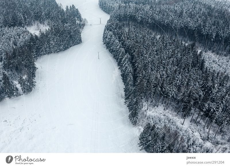 aisle Landscape Winter Snow Forest Cold Small Black White Calm Freedom Environment Lanes & trails Bird's-eye view Colour photo Subdued colour Exterior shot
