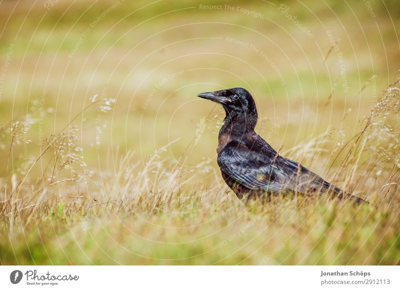 A raven went for a walk in the field. Nature Animal Grass Meadow Bird 1 Brown Green Black Edinburgh Great Britain Raven birds Scotland Zoom effect Exterior shot