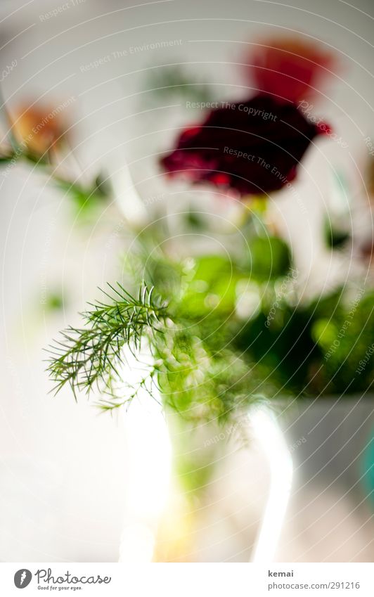 Greenzeuch included Plant Flower Rose Leaf Blossom Foliage plant Twig Vase Red White Colour photo Close-up Detail Deserted Day Light Blur Shallow depth of field
