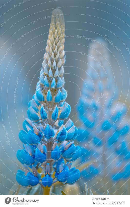 Blue Lupines - Flowers Elegant Design Wellness Life Harmonious Well-being Contentment Relaxation Meditation Spa Playing Decoration Wallpaper book cover