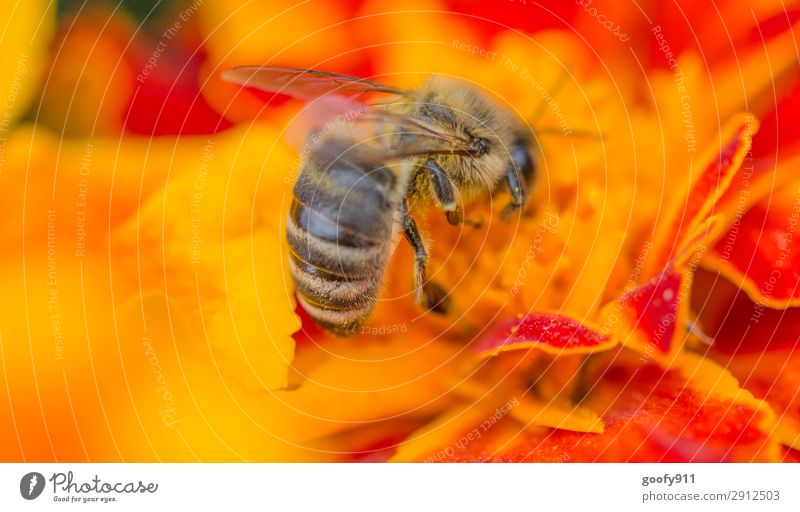 Busy bee III Trip Environment Nature Plant Animal Spring Summer Flower Blossom Garden Park Meadow Farm animal Wild animal Bee Work and employment Blossoming