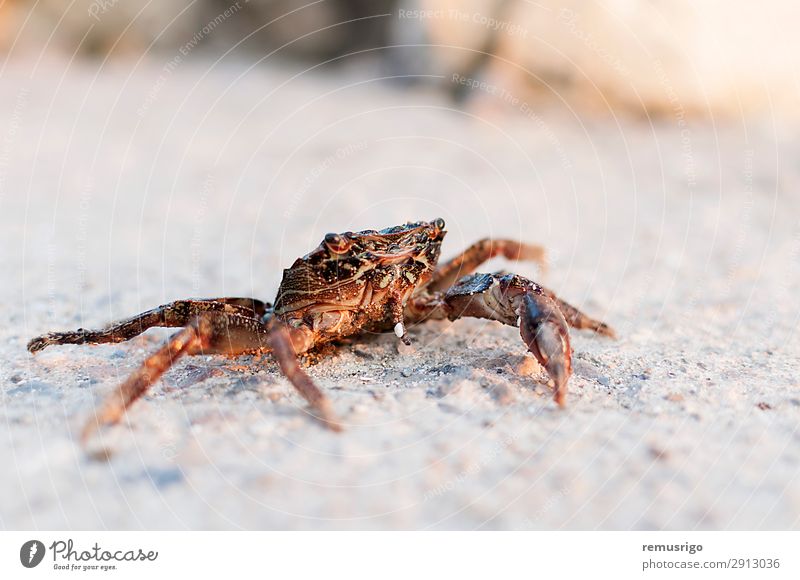 Crab fished out of the sea Summer Sun Ocean Animal Sand Street Sit catch crab crustacean market Pacific Ocean Shell Colour photo Exterior shot Day