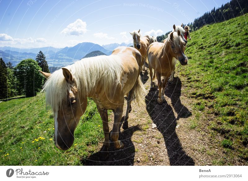 Horses in front of Bavarian and Austrian mountain landscape Alpine Alps Blue Sky Climb Fun Germany Hike Hiking Iceland Joy Landscape Leisure Mountain