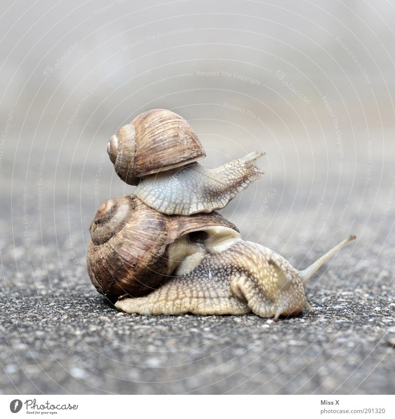 Daddy, hurry! Animal Snail 2 Baby animal Animal family Funny Crawl Family & Relations Snail shell Feeler Slowly Colour photo Subdued colour Exterior shot