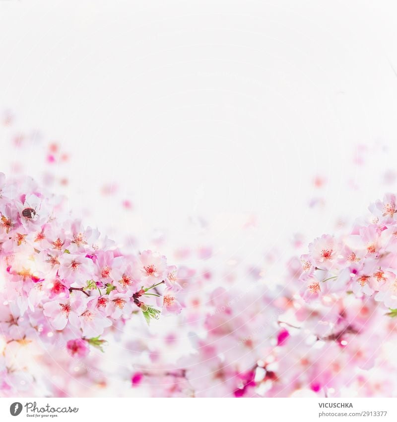 Cherry blossom frame on white Lifestyle Style Design Summer Nature Plant Spring Leaf Blossom Pink Fragrance Background picture April Bright background Frame May