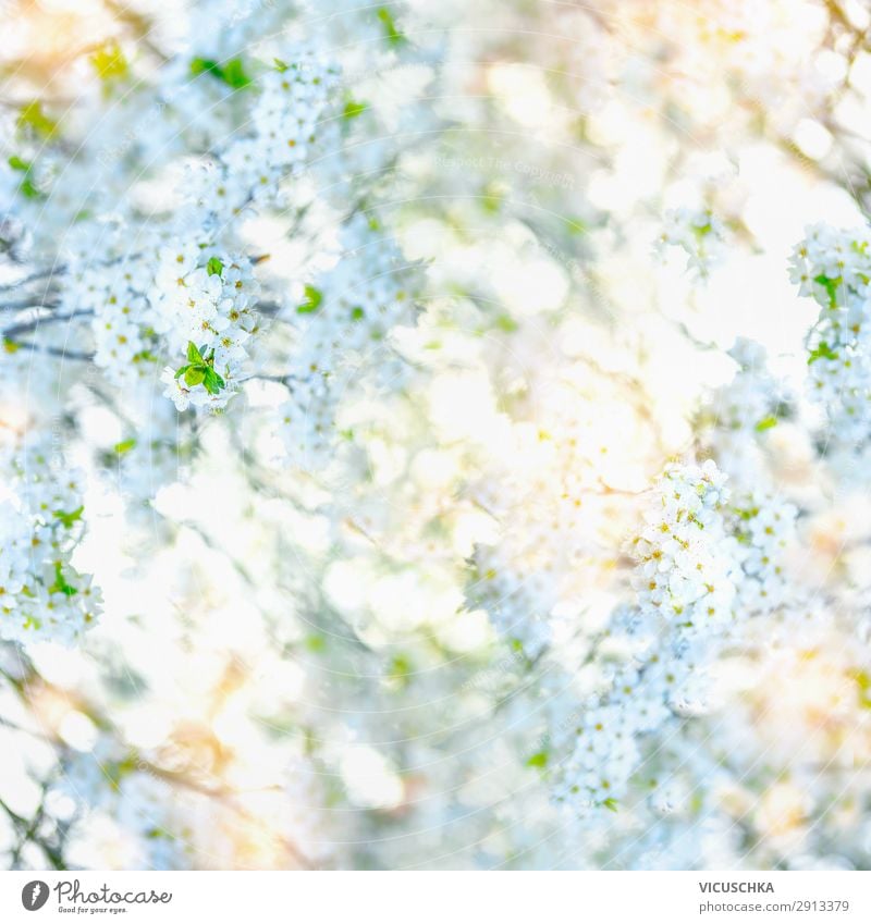 White flowering background with green leaves Lifestyle Summer Garden Nature Plant Spring Leaf Blossom Park Green Design Background picture Sunlight Blur