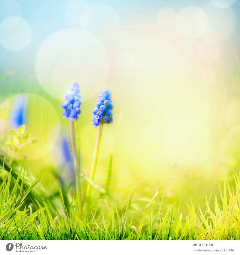 Spring nature background with wild hyacinths Lifestyle Design Summer Garden Nature Plant Beautiful weather Flower Blossom Meadow Blue Yellow grass sky
