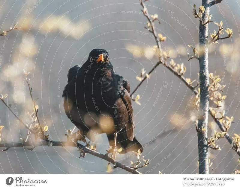 Observed by the blackbird Nature Animal Sunlight Beautiful weather Tree Leaf Blossom Wild animal Bird Animal face Wing Claw Blackbird Beak Eyes Feather 1