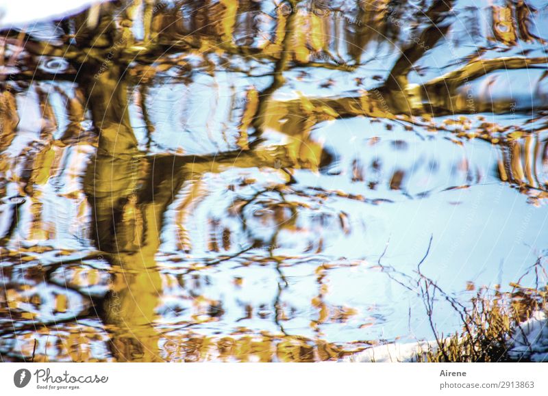 picture puzzle Elements Water Sky Winter Beautiful weather Tree Twigs and branches Pond Brook Dachshund Movement Exceptional Fantastic Blue Brown Life Bizarre