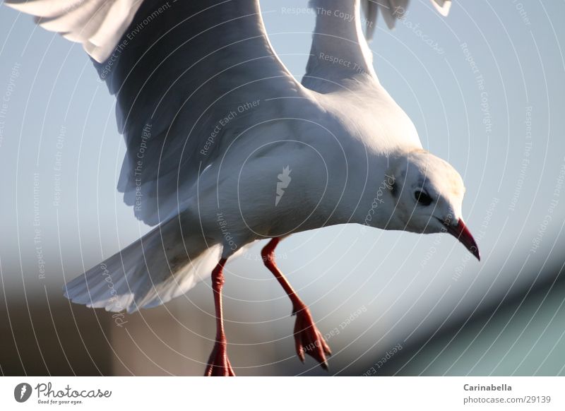landing Pigeon Bird Feather Wing