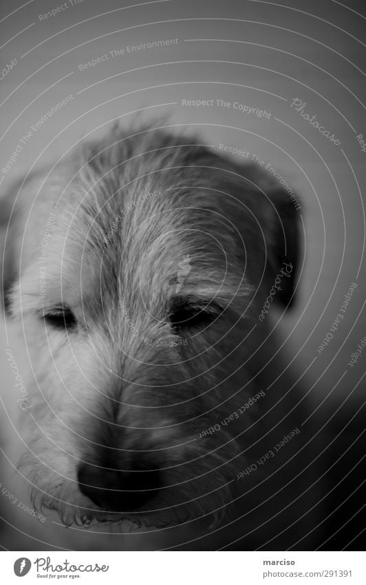 philosopher Animal Pet Dog 1 Philosopher Think Dream Sadness Far-off places Emotions Love of animals Romance Fatigue Disappointment Concern Moody Environment