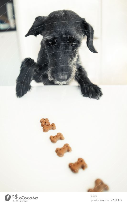 oh... it has moved Table Animal Pelt Pet Dog Animal face Paw 1 Exceptional Happiness Funny Cute Black White Appetite Idea Concentrate Creativity Curiosity