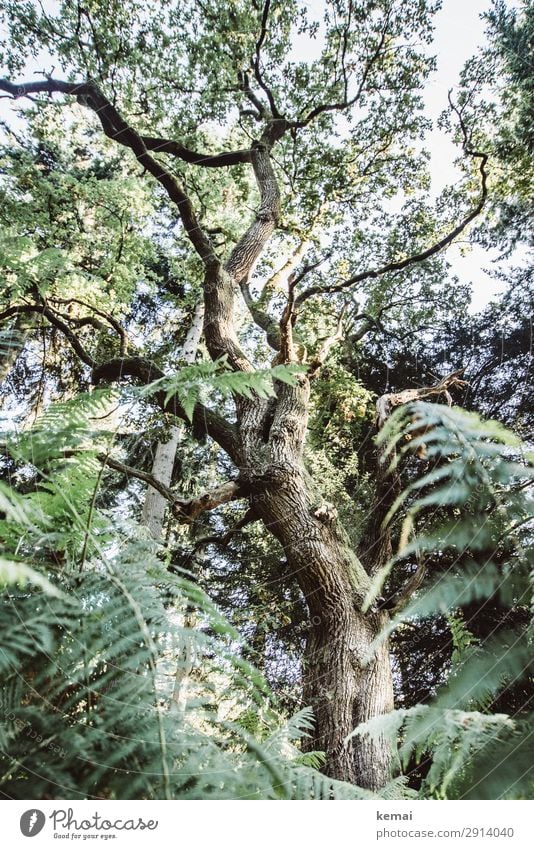 oak Life Harmonious Well-being Senses Calm Adventure Nature Plant Summer Beautiful weather Tree Fern Oak tree Forest Growth Old Authentic Exceptional Gigantic