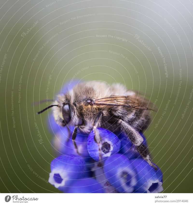 furry wild bee Environment Nature Spring Plant Flower Blossom Muscari Spring flower Garden Animal Wild animal Bee Insect 1 Blossoming Fragrance To hold on