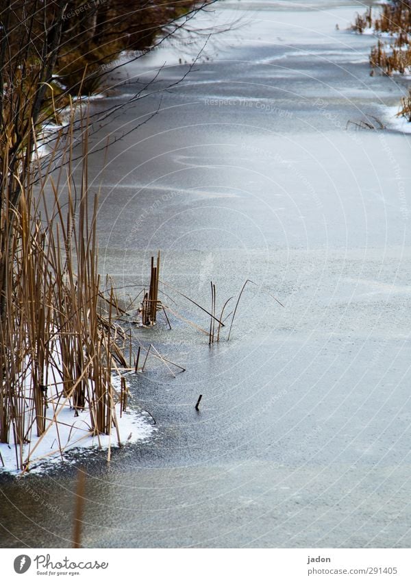 Ice cold. Frost Snow Cold Water Water ditch River Brook Winter Common Reed Frozen surface Freeze Landscape Exterior shot