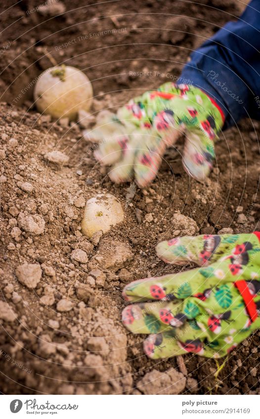Children's hands with gloves planting potatoes Leisure and hobbies Vacation & Travel Summer Girl Boy (child) Infancy Life Hand 8 - 13 years Environment Nature