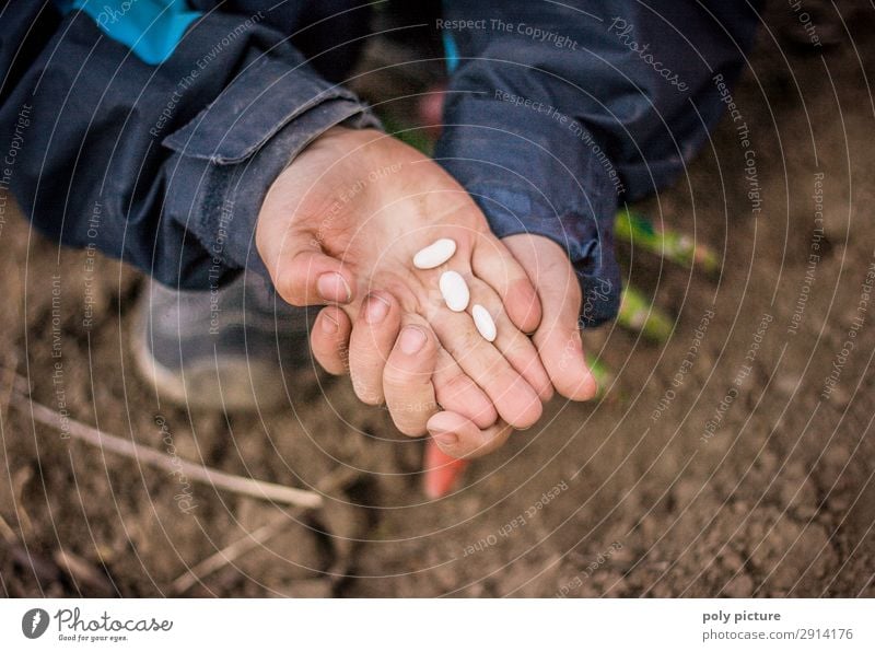 Child holds bean seeds in her hand Lifestyle Leisure and hobbies Playing Boy (child) Infancy Youth (Young adults) Hand Fingers 1 Human being 8 - 13 years