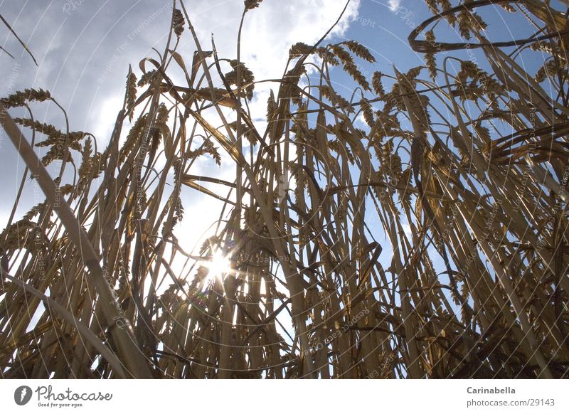 wheat Wheat Clouds Back-light Ear of corn Grain Sun Sky Nature