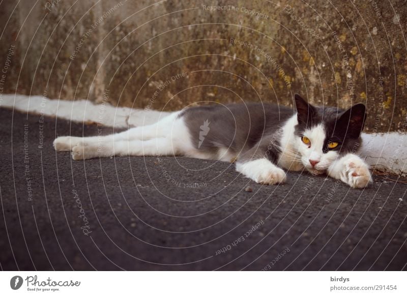 Street cat rests against a wall Wall (barrier) Wall (building) Cat 1 Animal Relaxation Lie Authentic Serene Boredom Contentment Colour photo Subdued colour