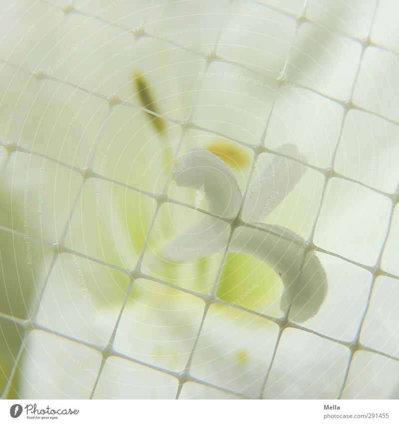 Interference factor | Behind grid Plant Flower Blossom Pistil Amaryllis Plastic Net Network Blossoming Bright Beautiful Near Green White Elegant Mesh grid