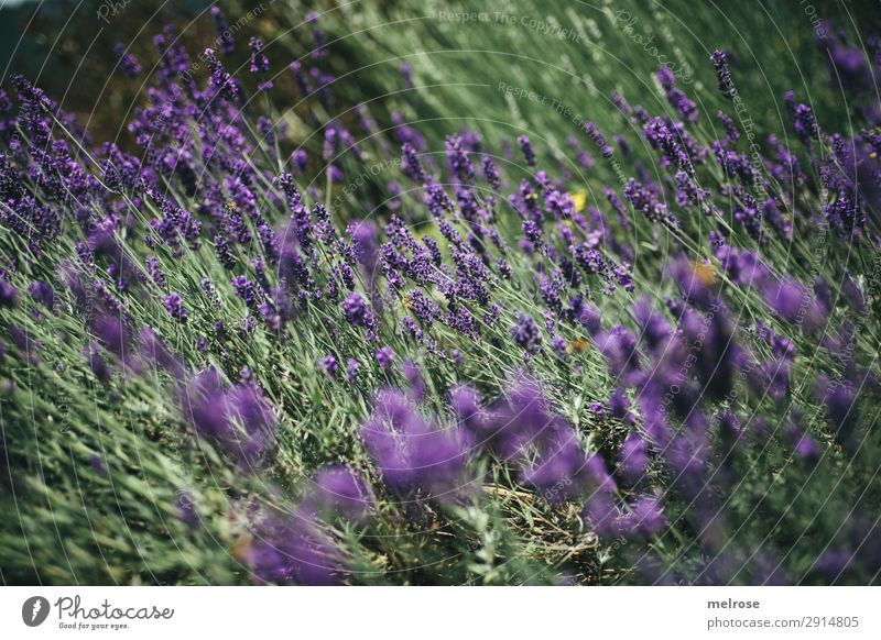 L A V E N D E E L Flowers Herbs and spices Lavender Lifestyle Elegant Style Nature Sunlight Summer Beautiful weather Plant Bushes Blossom Lavender field Park