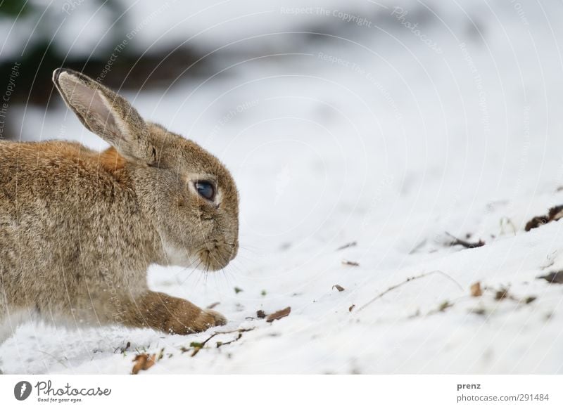 rabbit Environment Nature Animal Winter Wild animal 1 Brown Gray White Hare & Rabbit & Bunny Snow Colour photo Exterior shot Deserted Copy Space right Day