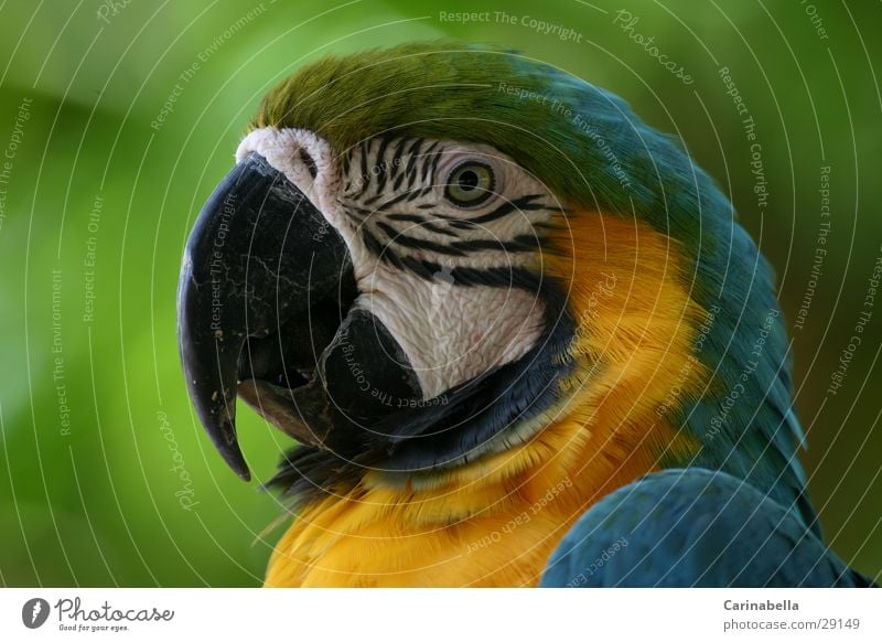 mamagei Macaw Parrots Beak Bird Green Multicoloured Animal Venezuela Bushes Wilderness