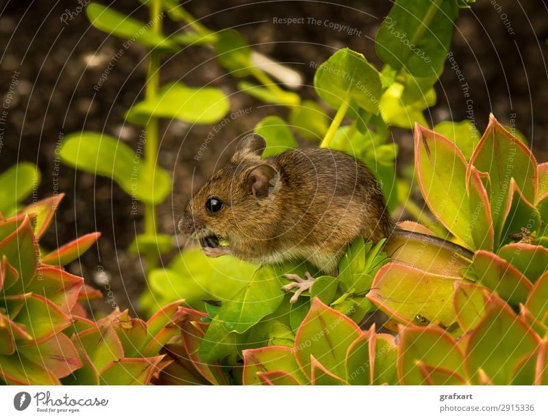 Closeup Of A Cute Little Mouse With Brown Fur Sitting On Plant With Green Leaves And Eats A Seed alert animal anxious attentive background biodiversity brave