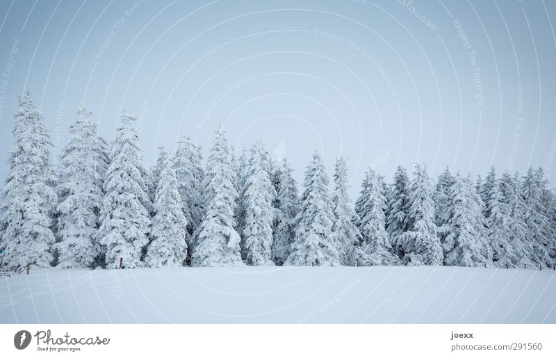 organ pipes Nature Sky Winter Ice Frost Snow Tree Forest Cold Gloomy Blue Black White Idyll Coniferous forest Fir tree Colour photo Subdued colour Exterior shot