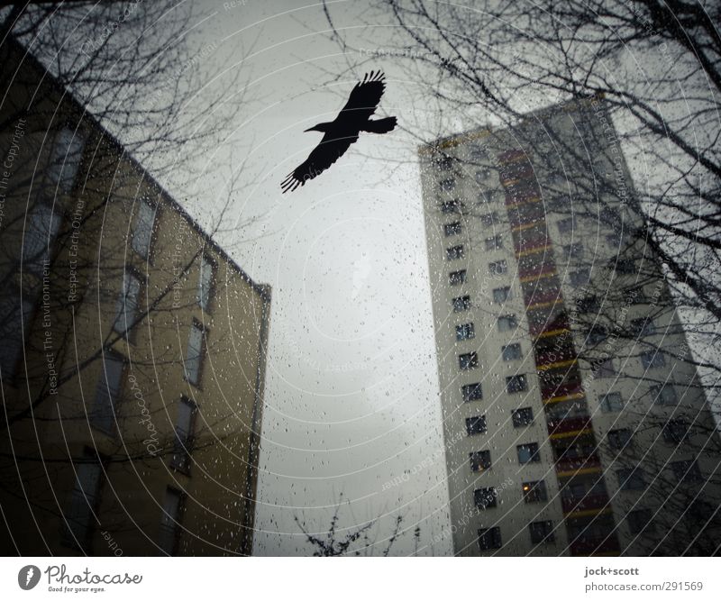 Warning bird on screen surrounded by prefabricated concrete slabs Drops of water Sky Winter Marzahn Prefab construction Tower block Bird of prey 1 Flying Above