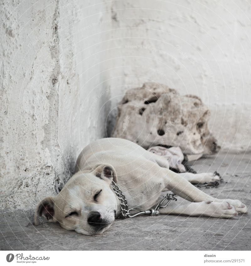 lazy animal Warmth Wall (barrier) Wall (building) Animal Pet Dog 1 Lie Sleep Serene Calm Indifferent Comfortable Relaxation Boredom Goof off Watchdog