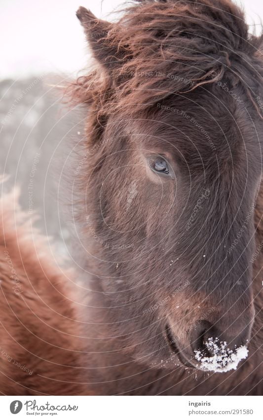 Icelandic icy nose Ride Nature Animal Sky Frost Snow Farm animal Horse Animal face Pelt Icelander Iceland Pony Foal 1 Observe Looking Friendliness Cuddly Cute