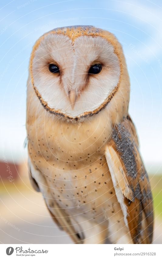 Portrait of white owl Beautiful Face Nature Animal Wild animal Bird Heart Observe Natural White Owl wildlife predator raptor alba barn avian perched tyto